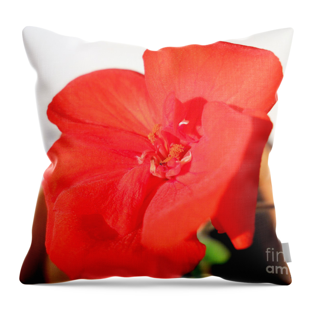 Red Flower Throw Pillow featuring the photograph Red Geranium by Ramona Matei