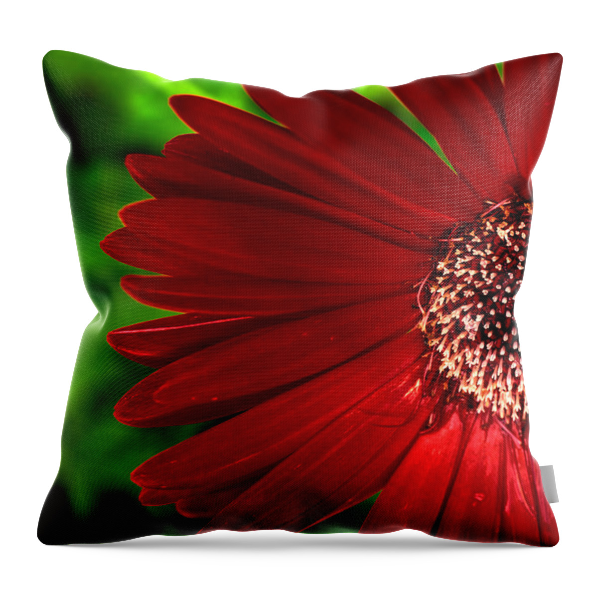Gerber Daisy Throw Pillow featuring the photograph Red Gerber Daisy by John Magyar Photography
