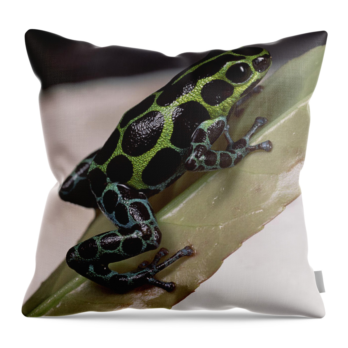 Feb0514 Throw Pillow featuring the photograph Red-headed Poison Frog Amazonia Ecuador by Mark Moffett