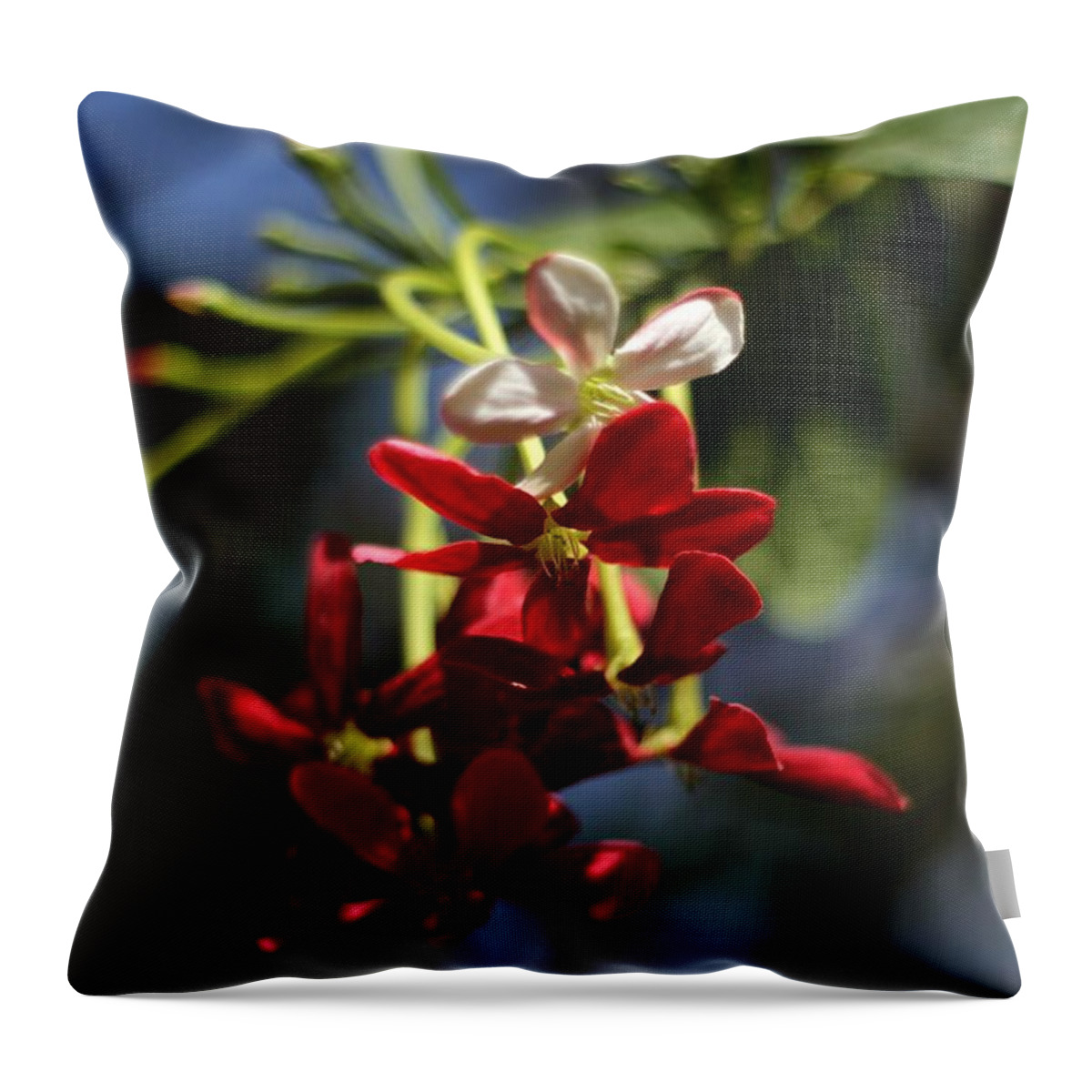 Red Flower Throw Pillow featuring the photograph Red Jasmine Blossom by Ramabhadran Thirupattur
