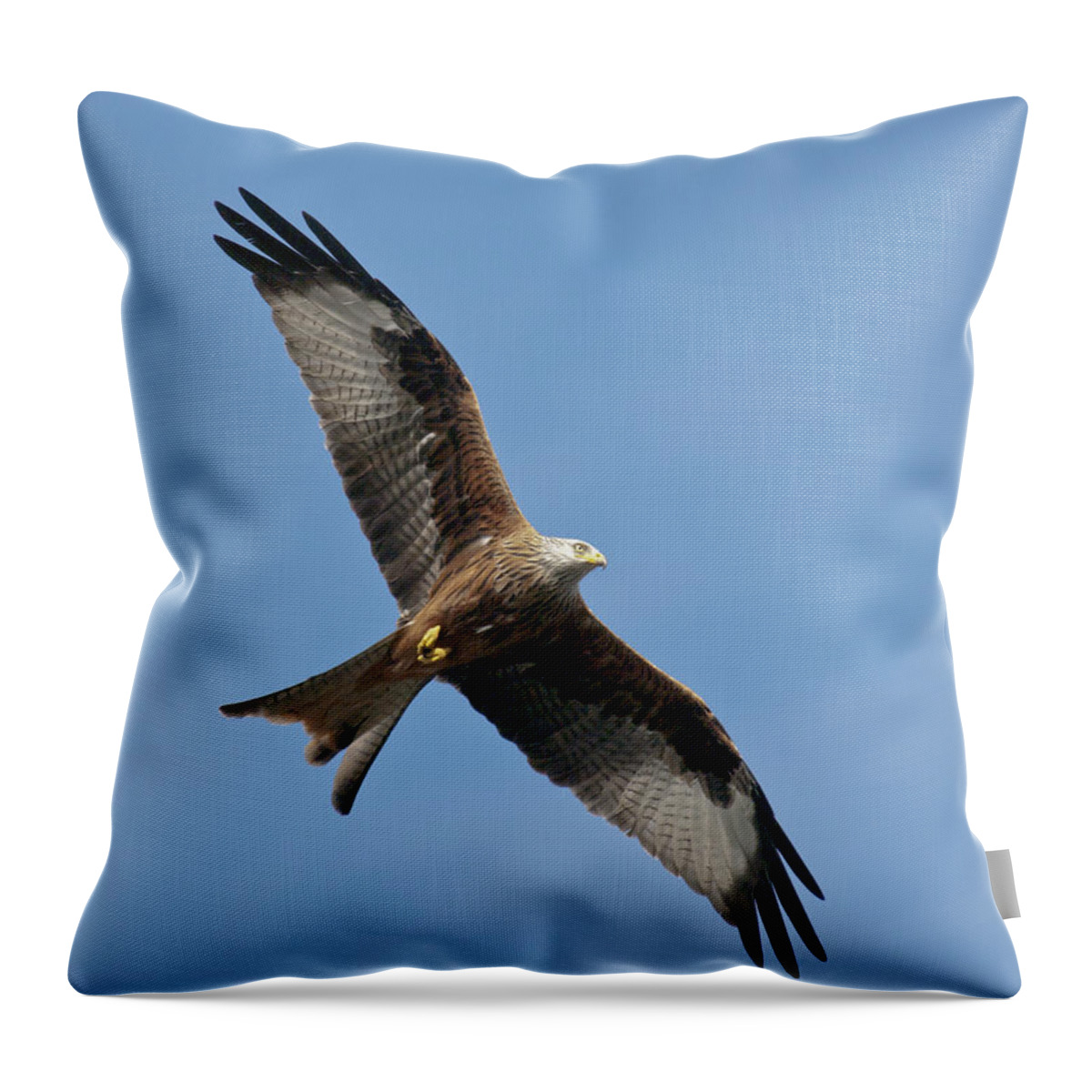Red Kite Throw Pillow featuring the photograph Red kite in flight by Gary Eason