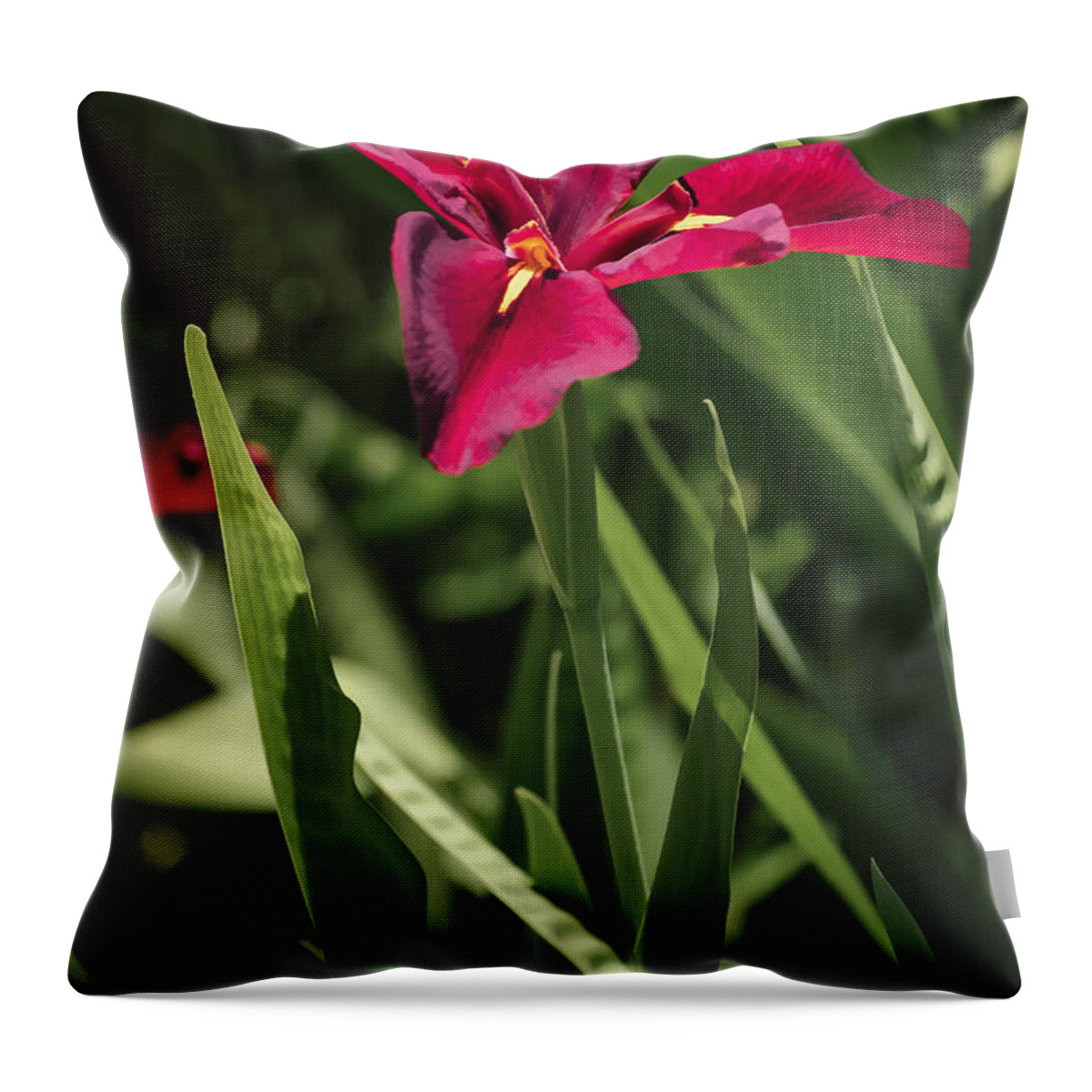 Flowers Throw Pillow featuring the photograph Red Louisiana Iris by Penny Lisowski