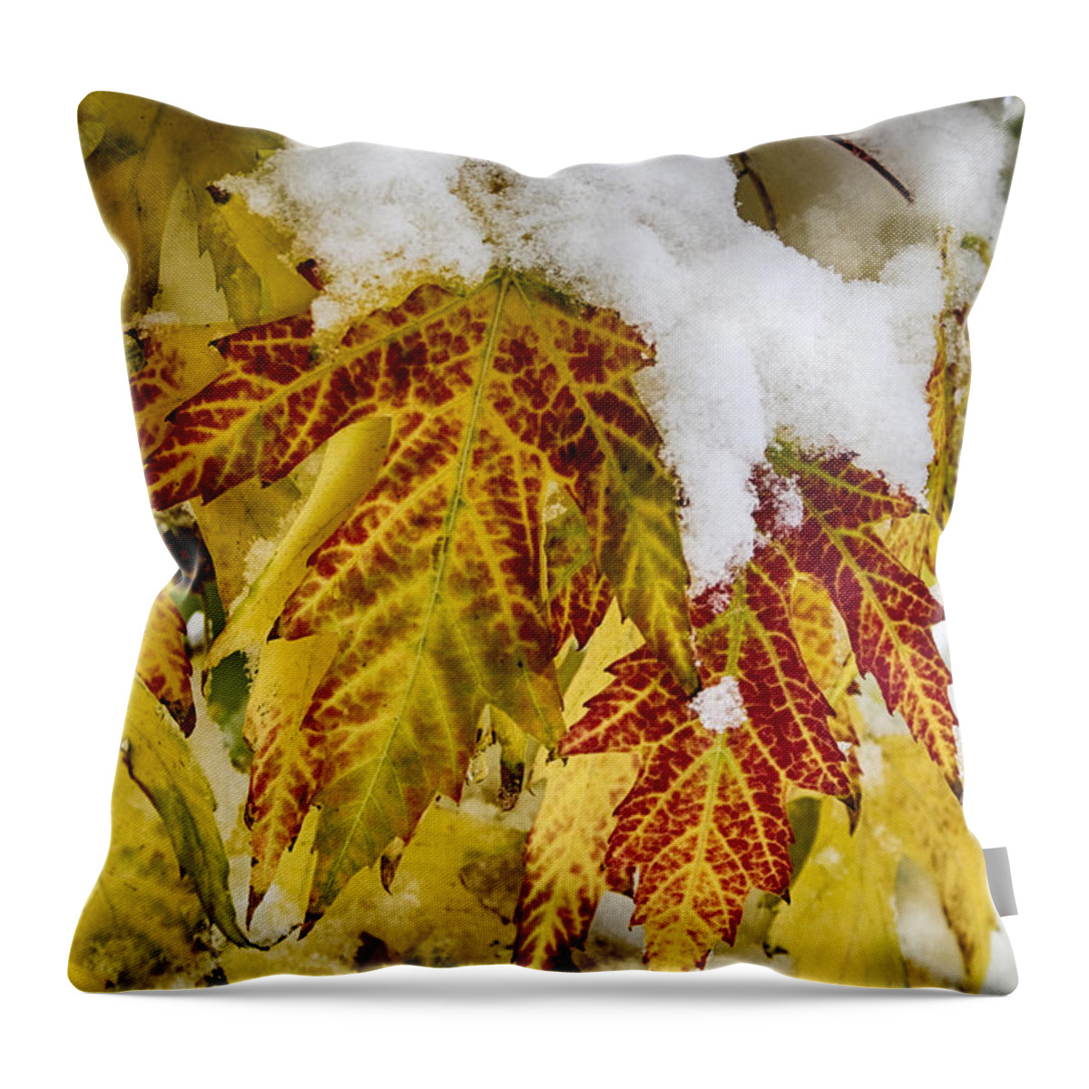 Tree Throw Pillow featuring the photograph Red Maple Leaves In The Snow by James BO Insogna