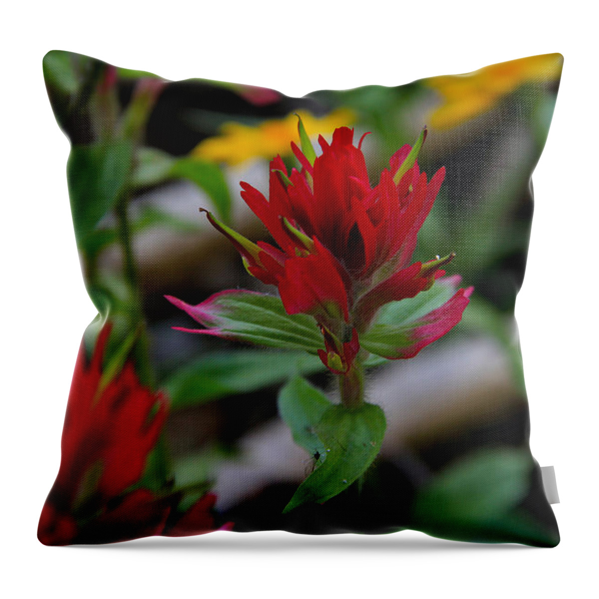 Wildflowers Throw Pillow featuring the photograph Red Paintbrush by Ed Riche