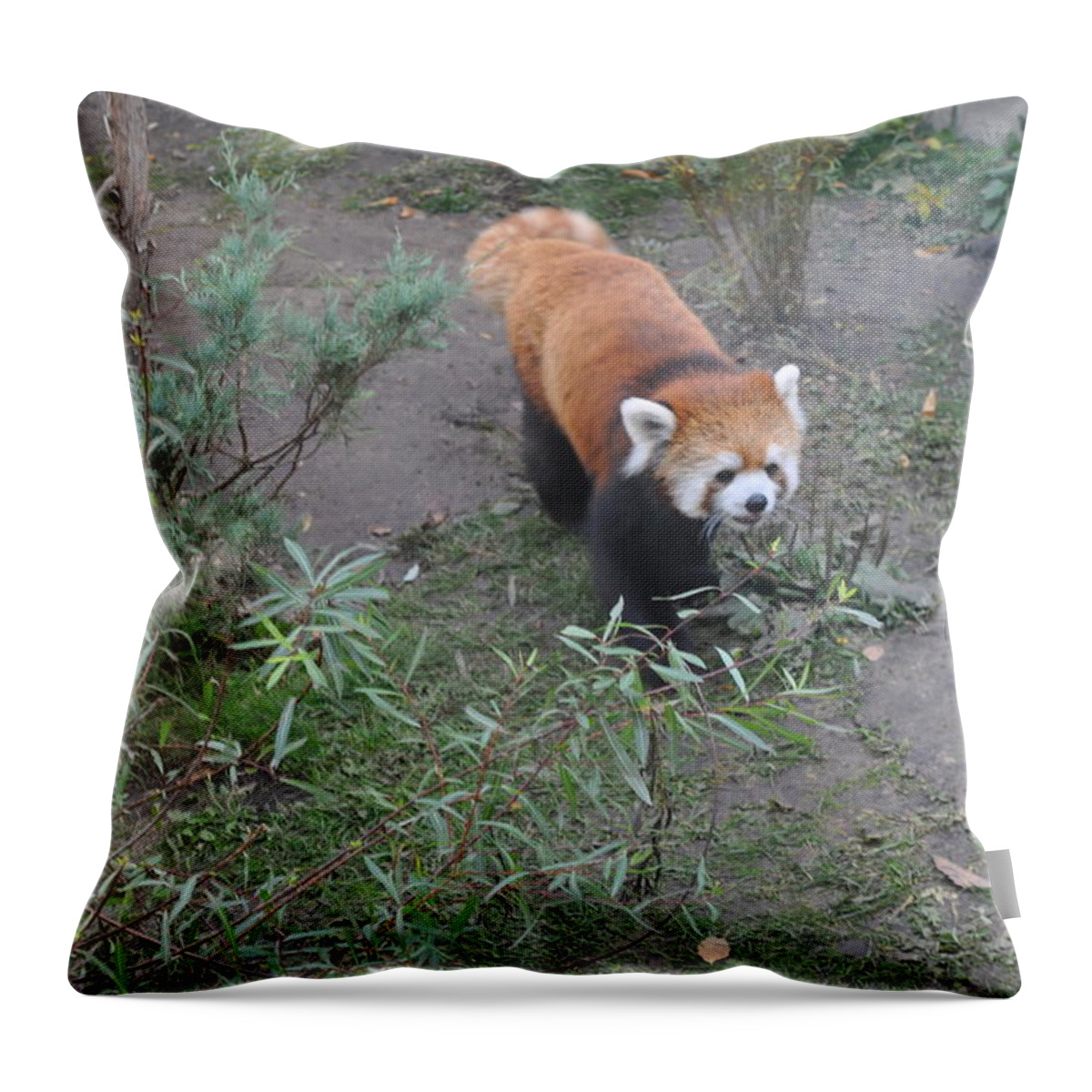 Red Panda Throw Pillow featuring the photograph Red Panda 2 by Jim Hogg