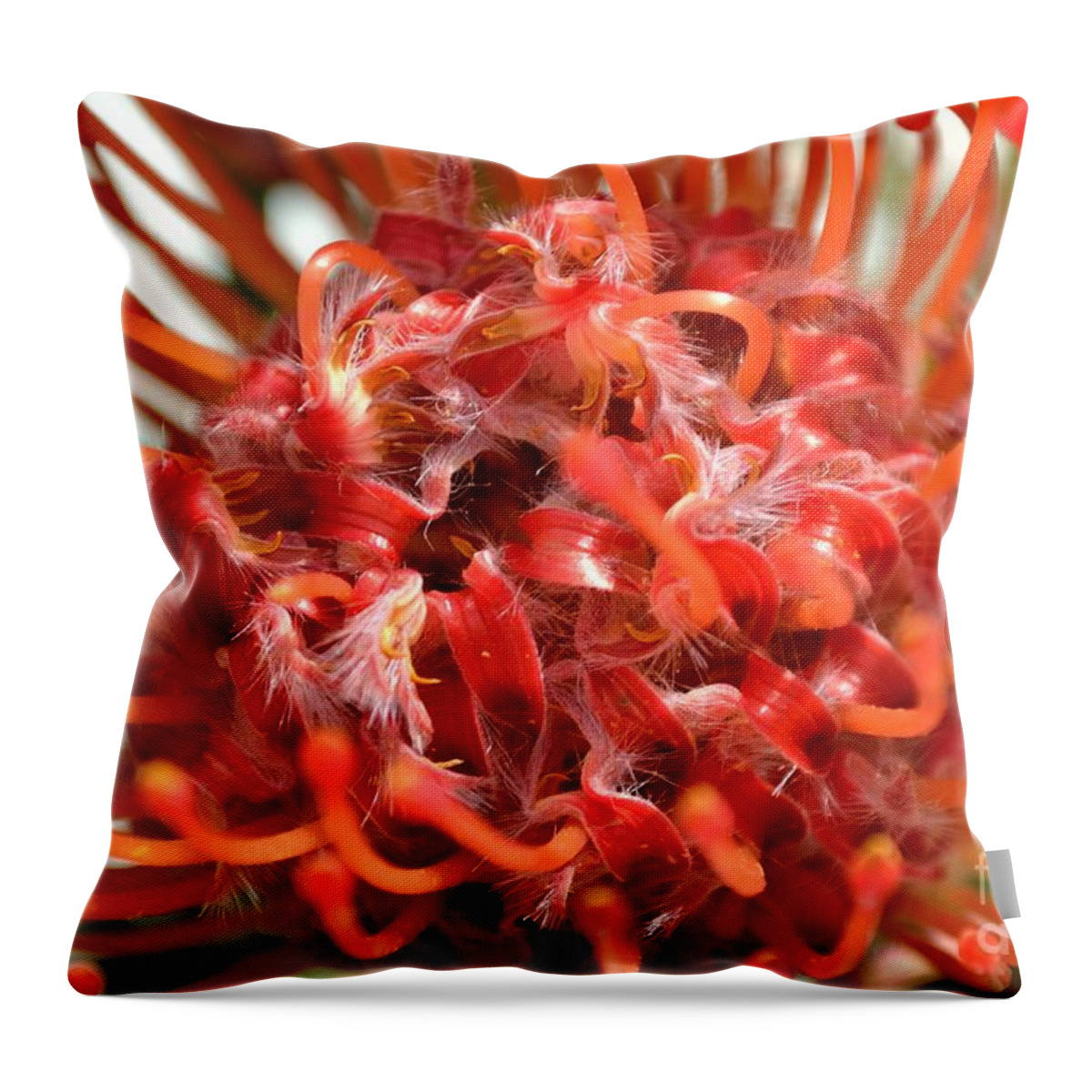 Red Throw Pillow featuring the photograph Red Pincushion Close Up by Scott Lyons
