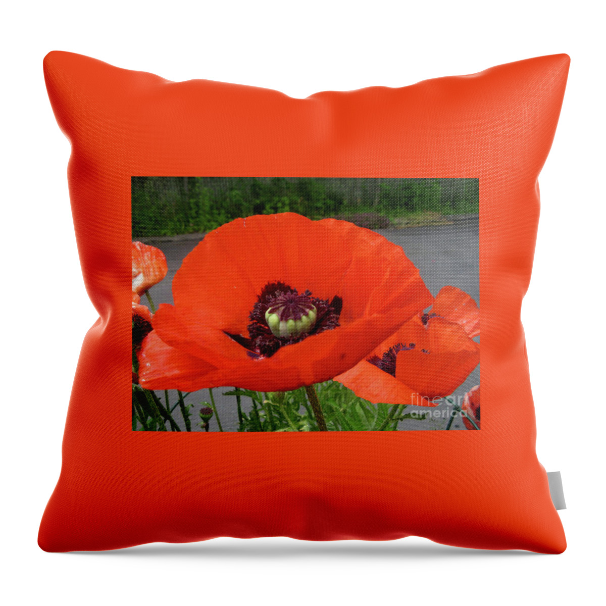 Red Poppy Throw Pillow featuring the photograph Red Poppy by Barbara A Griffin