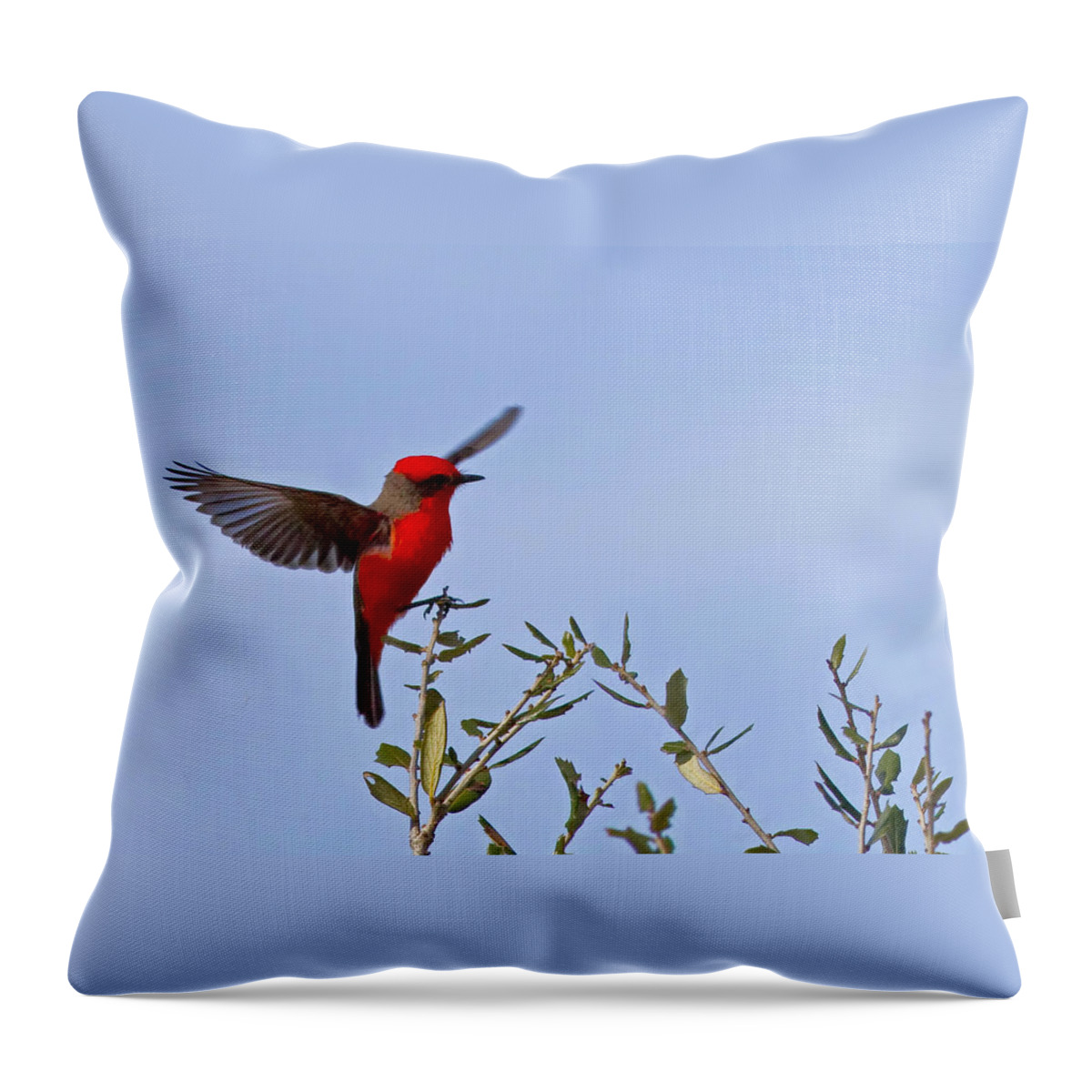 Vermilion Flycatcher Throw Pillow featuring the photograph Red Raider by Gary Holmes