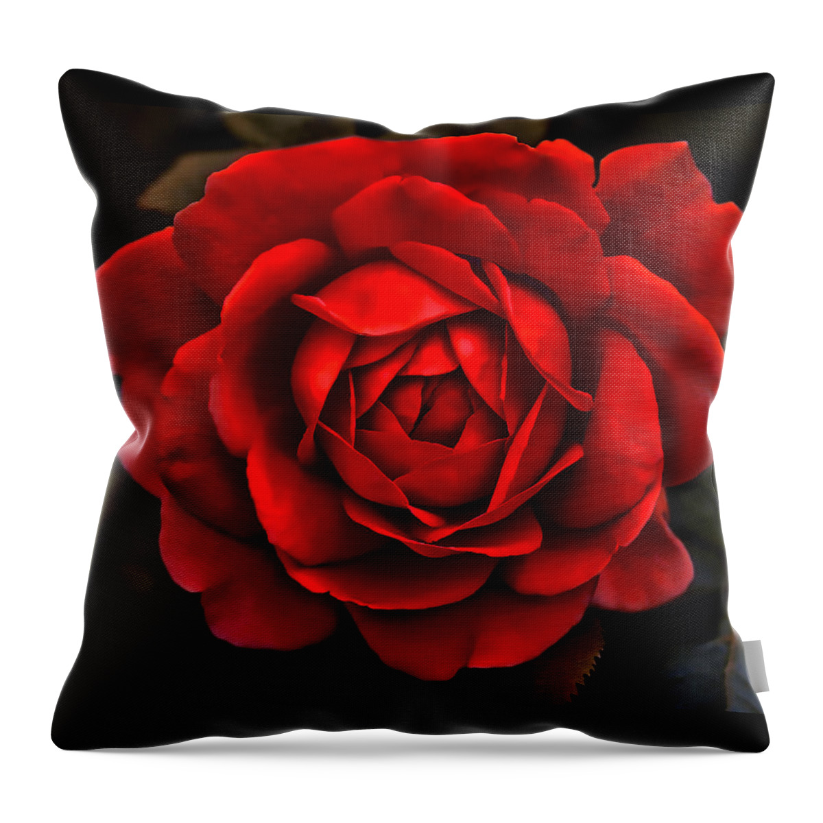 Rose Throw Pillow featuring the photograph Red Red Rose Flower by Jennie Marie Schell