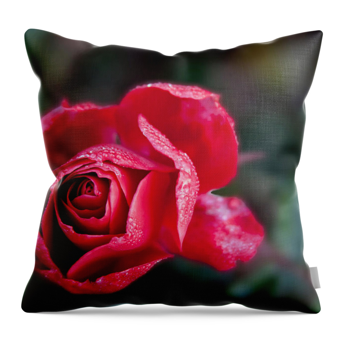 Rose Throw Pillow featuring the photograph Red Rose blooming by Vanessa Thomas