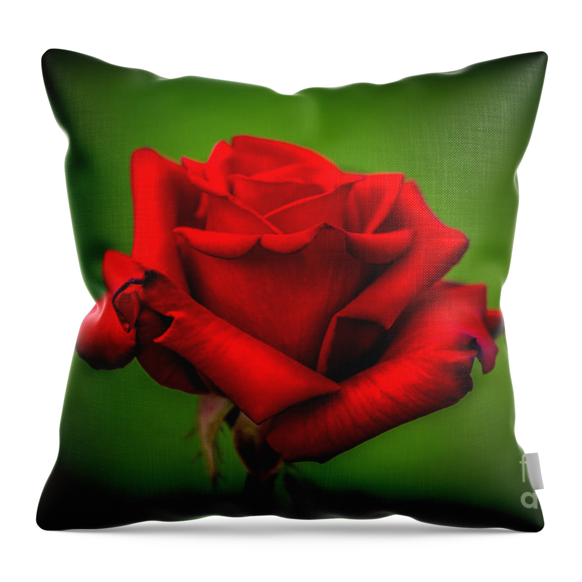 Spring Flowers Throw Pillow featuring the photograph Red Rose Green Background by Az Jackson