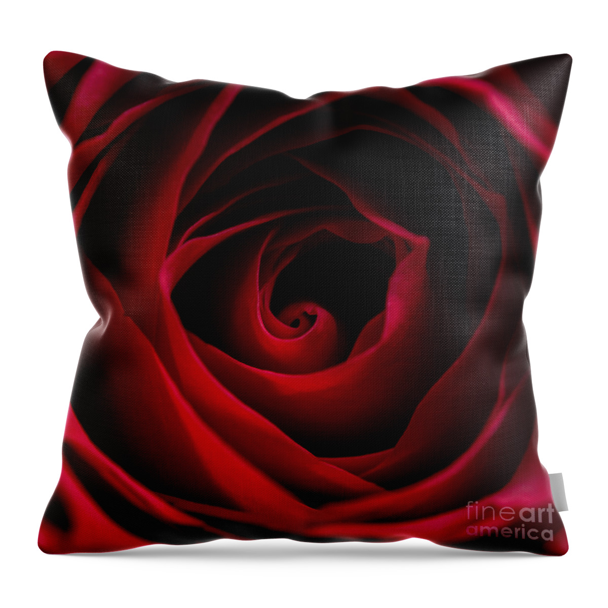 Flower Throw Pillow featuring the photograph Red Rose Square by Matt Malloy