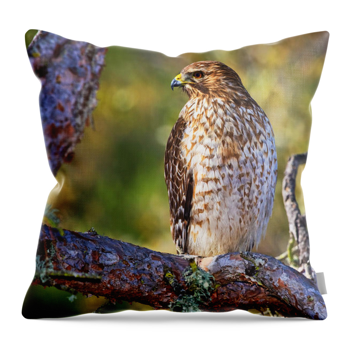 Red Shouldered Hawk Throw Pillow featuring the photograph Red Shouldered Hawk by Beth Sargent