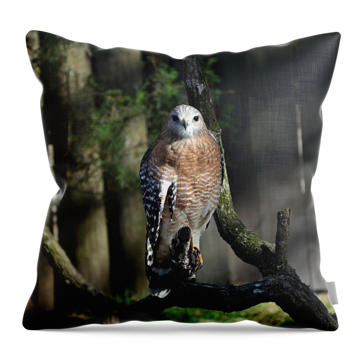 Red-shoulder Hawk Throw Pillow featuring the photograph Red Shouldered-Hawk by Robert Meanor