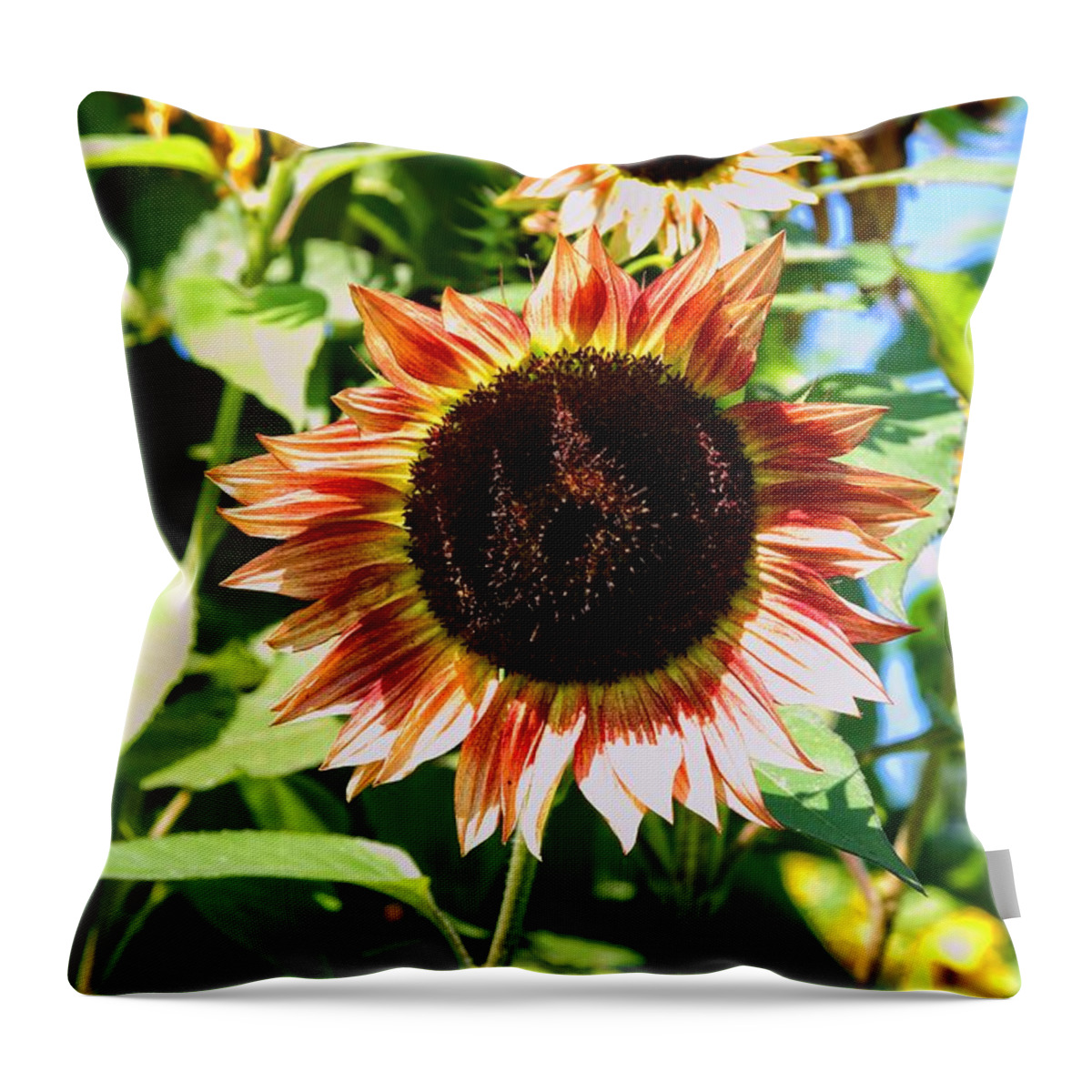 Sunflower Throw Pillow featuring the photograph Red Sunflower by Robert McCulloch