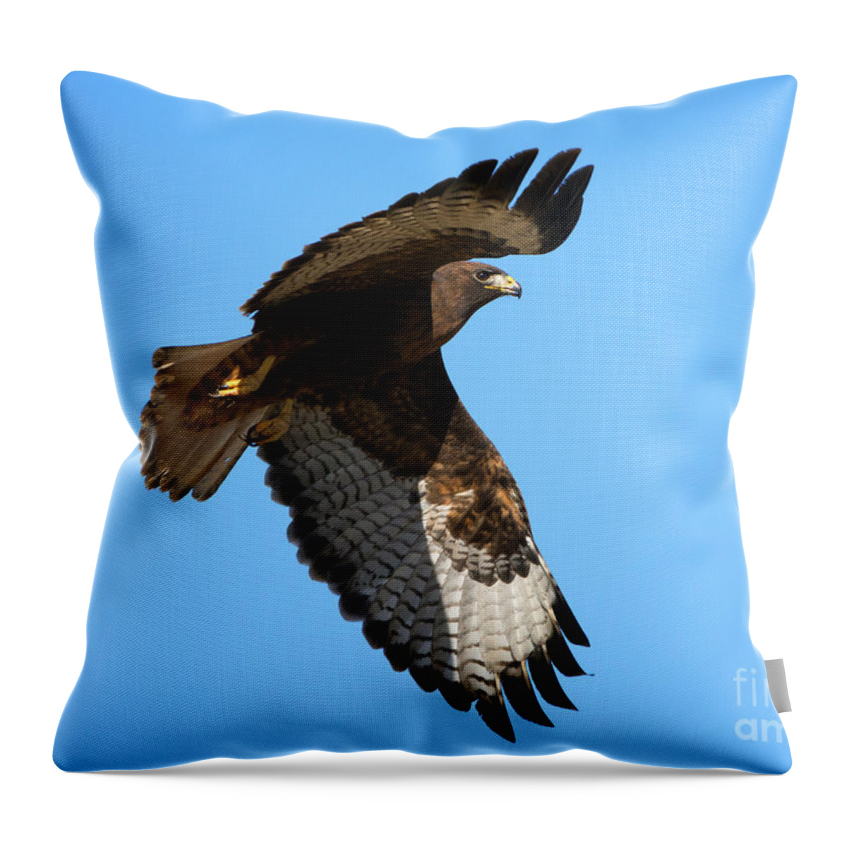 Red-tail Hawk Throw Pillow featuring the photograph Red-Tail Flight by Michael Dawson