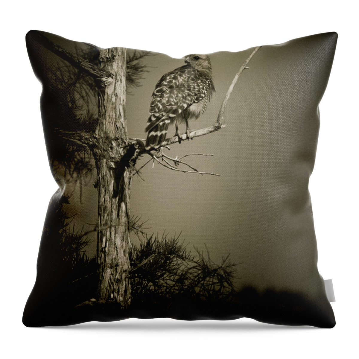 Red Throw Pillow featuring the photograph Red Tail Hawk On Loop Road by Bradley R Youngberg