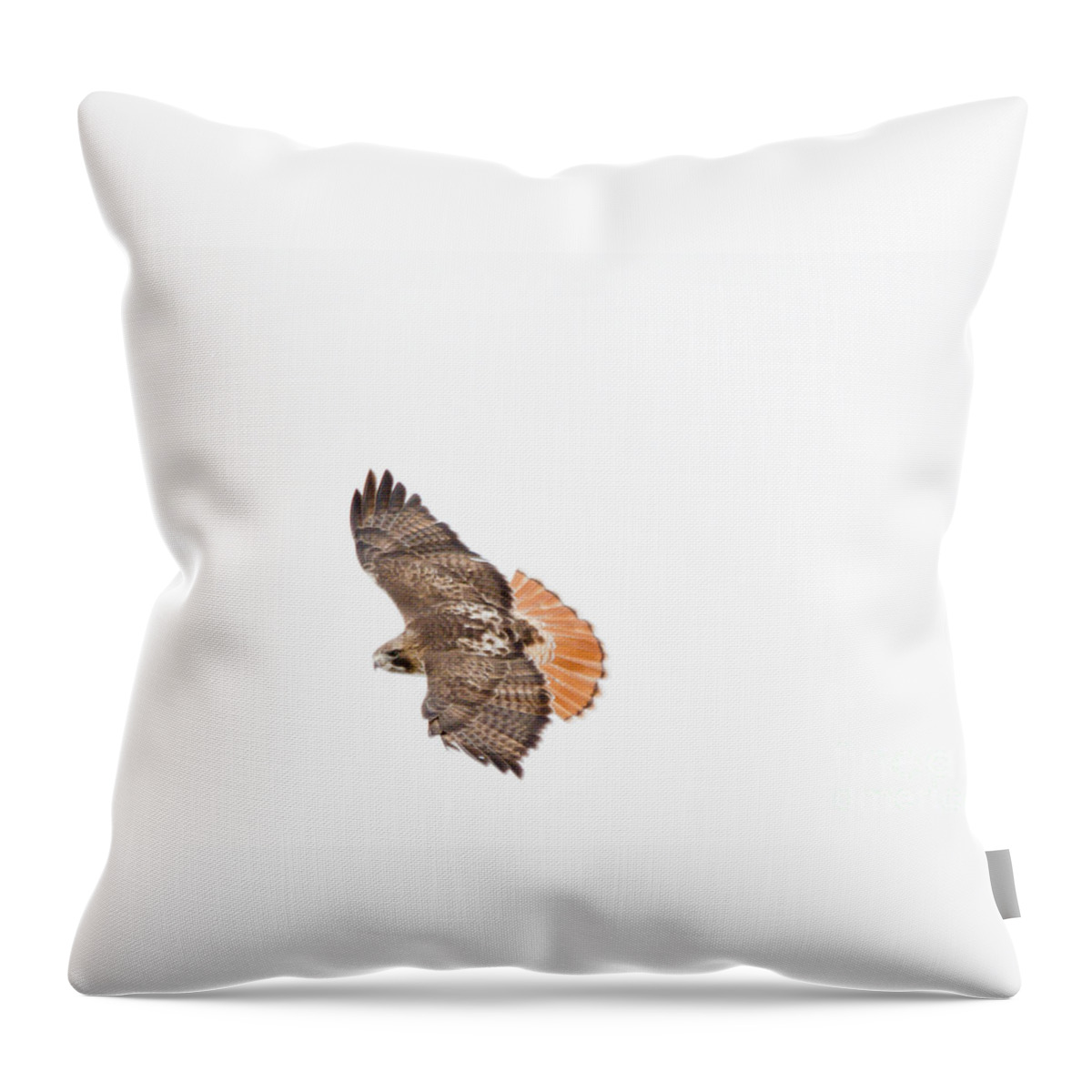 Flight Throw Pillow featuring the photograph Red Tailed Hawk by Cheryl Baxter