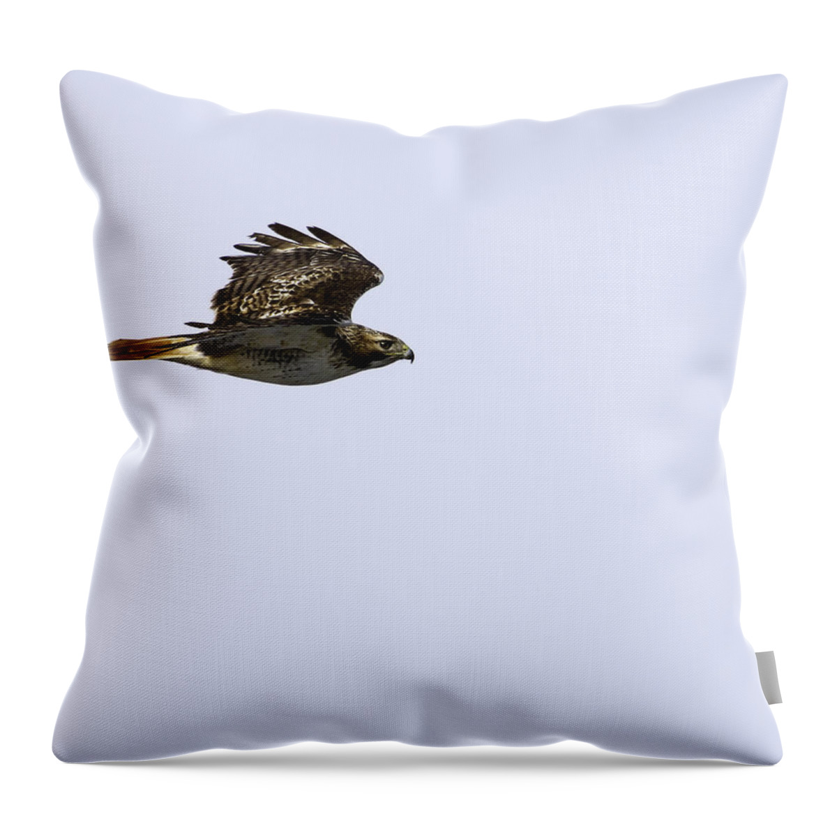 Red-tailed Hawk Throw Pillow featuring the photograph Red-tailed Hawk in Flight 1 by Thomas Young