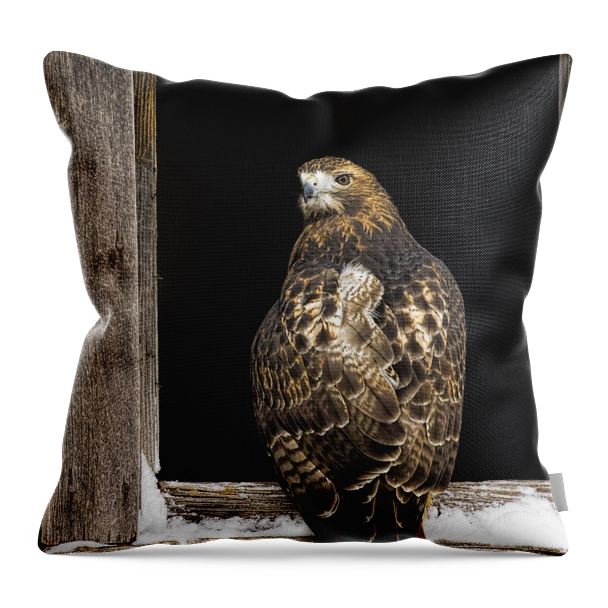 Hawk Throw Pillow featuring the photograph Red Tailed by Jack Milchanowski
