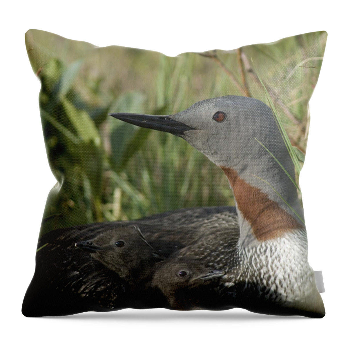 Feb0514 Throw Pillow featuring the photograph Red-throated Loon With Day Old Chicks by Michael Quinton