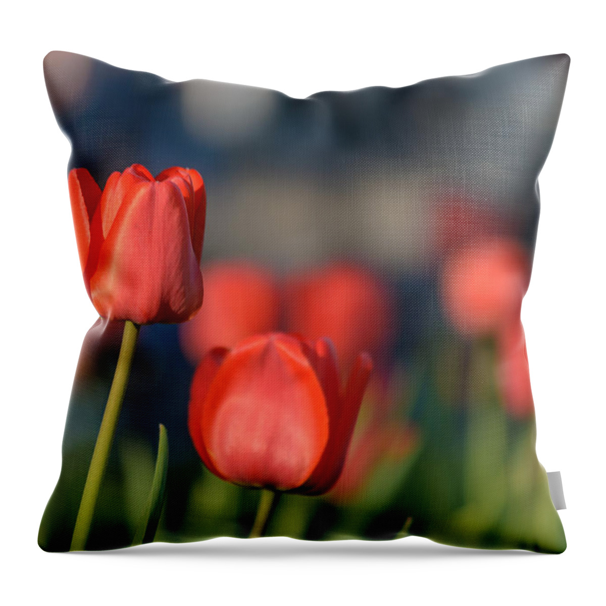 Bloom Throw Pillow featuring the photograph Red Tuips by Michael Goyberg