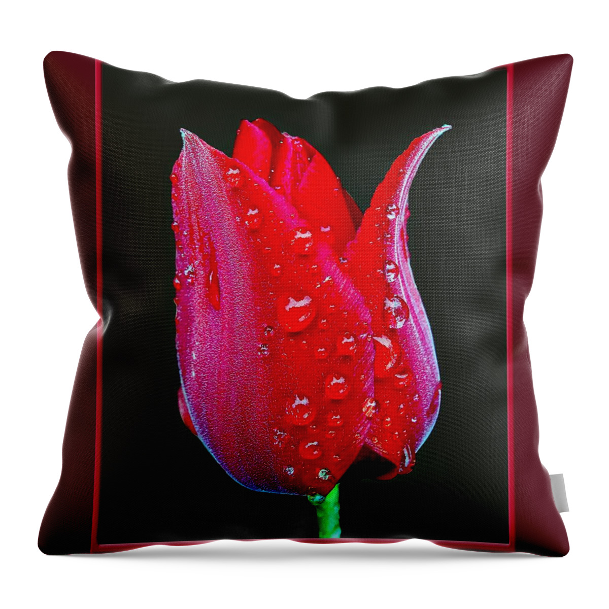 Tulip Throw Pillow featuring the photograph Red Tulip and Rain Drops by Nick Kloepping