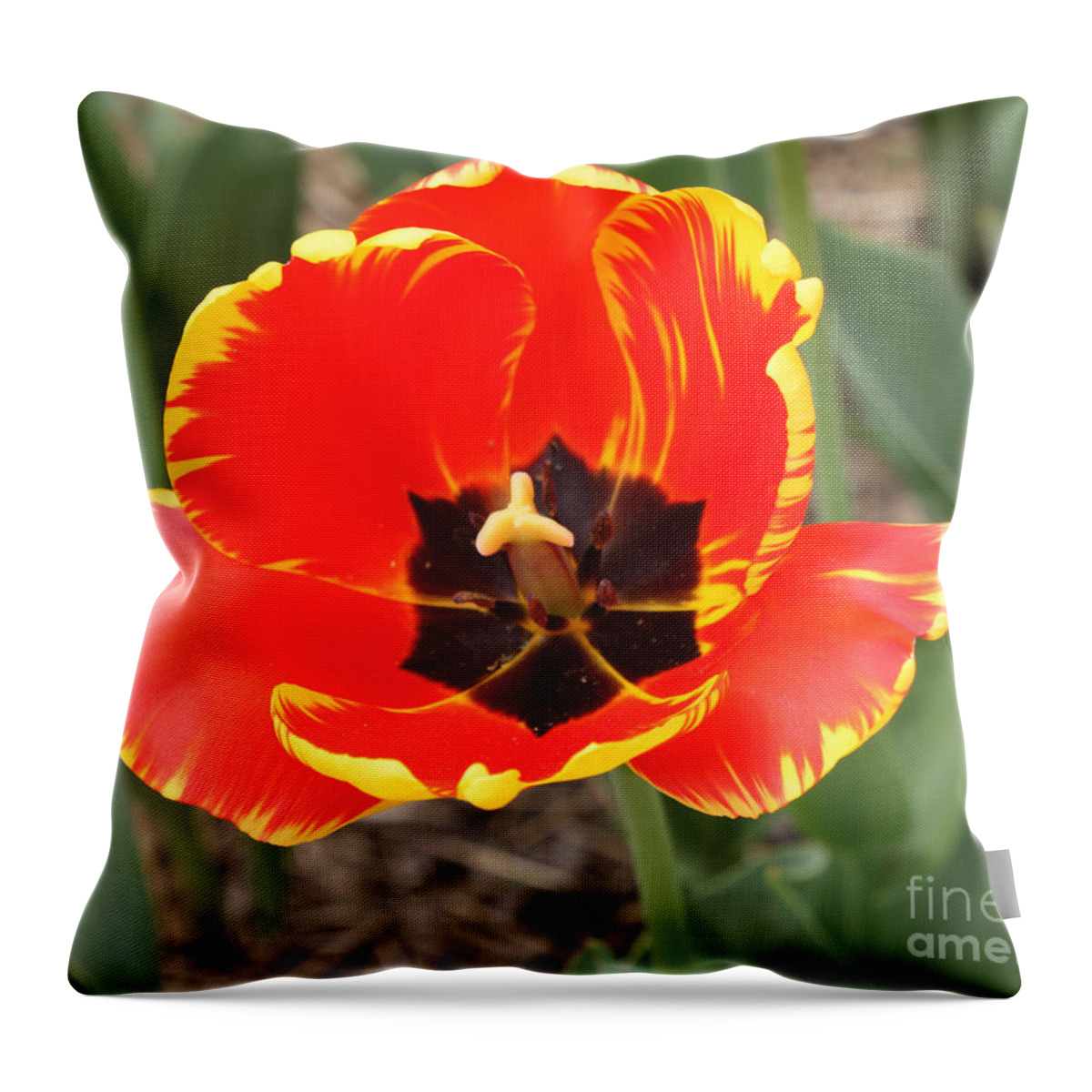 Red Tulip At Brooklyn Botanical Gardens Throw Pillow featuring the photograph Red Tulip At Brooklyn Botanical Gardens by John Telfer