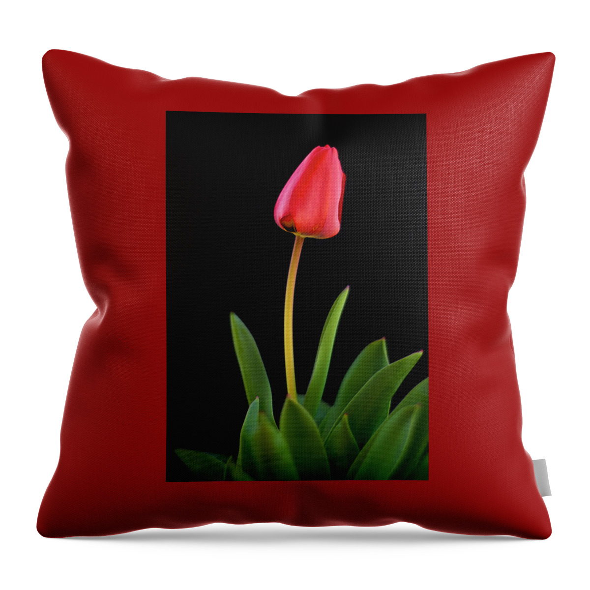 Tulip Throw Pillow featuring the photograph Red Tulip on Black by Mary Lee Dereske