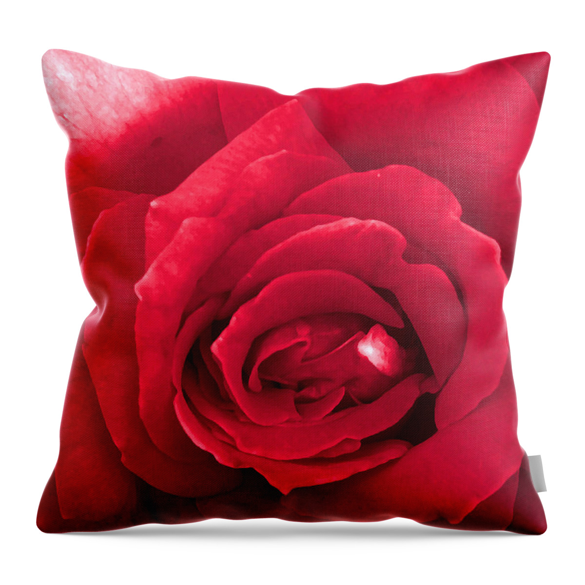 Red Throw Pillow featuring the photograph Red Velvet Rose by Denise Beverly