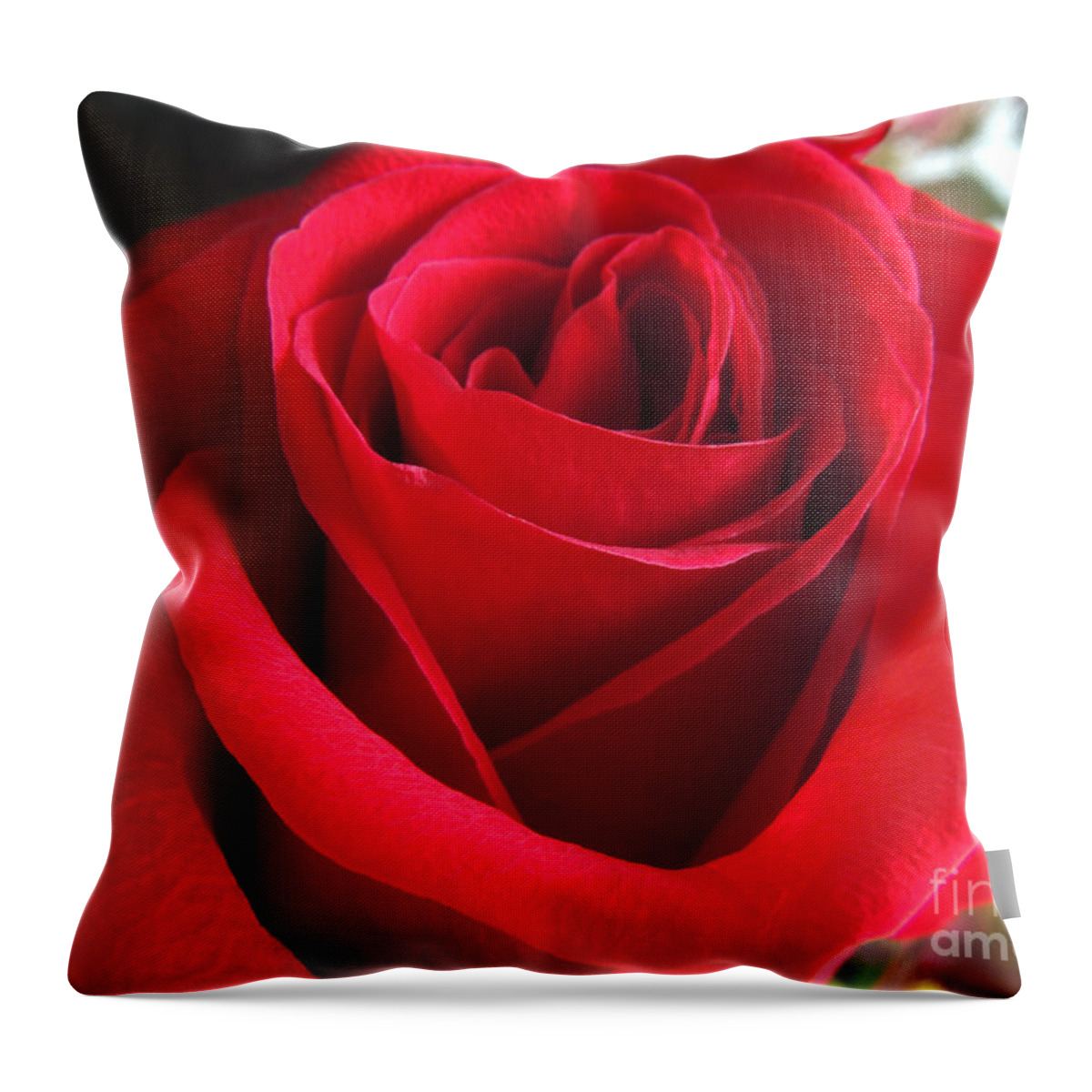 Red Rose Throw Pillow featuring the photograph Red Velvet by Kristine Widney