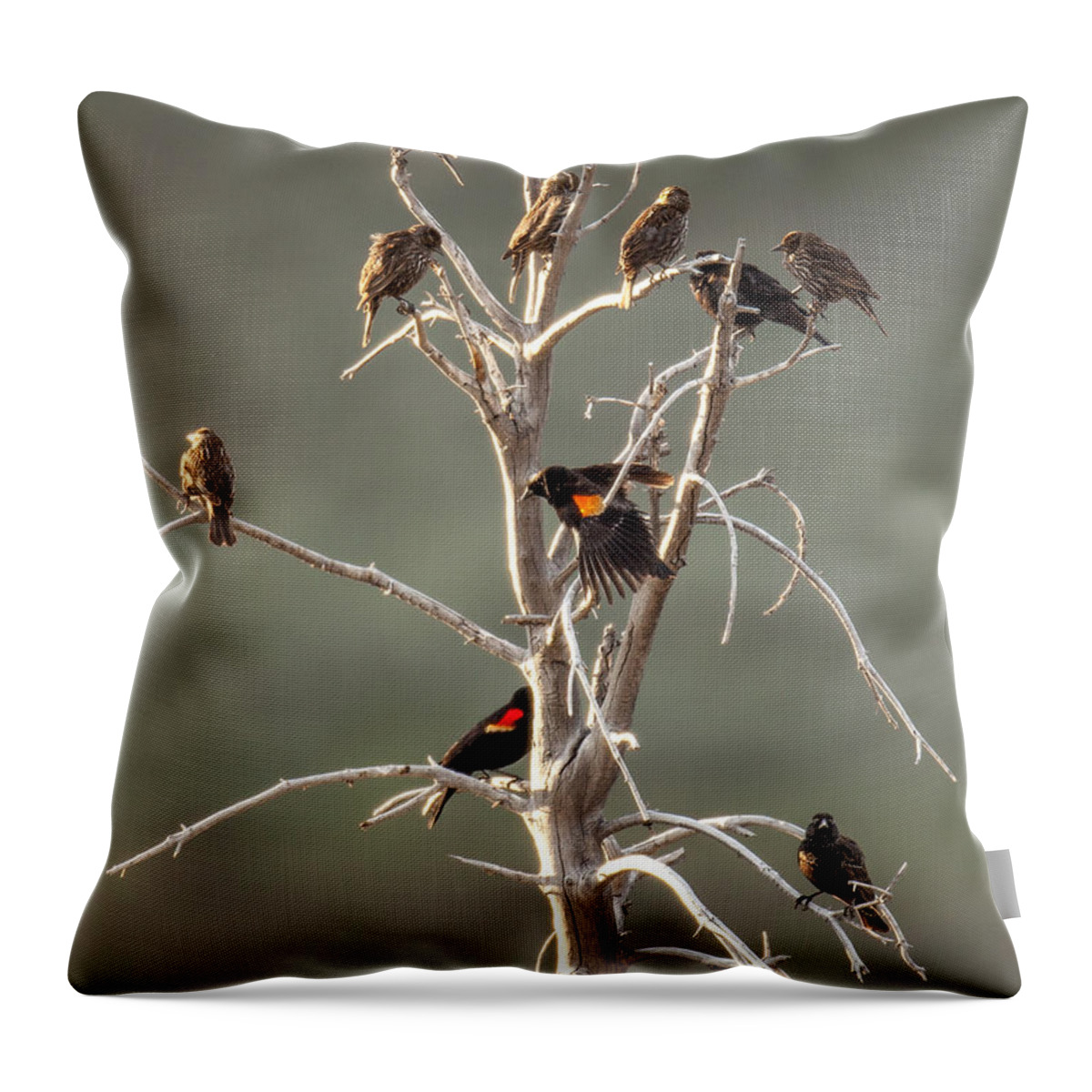 Bird Throw Pillow featuring the photograph Red Wing Gathering by Kevin Dietrich