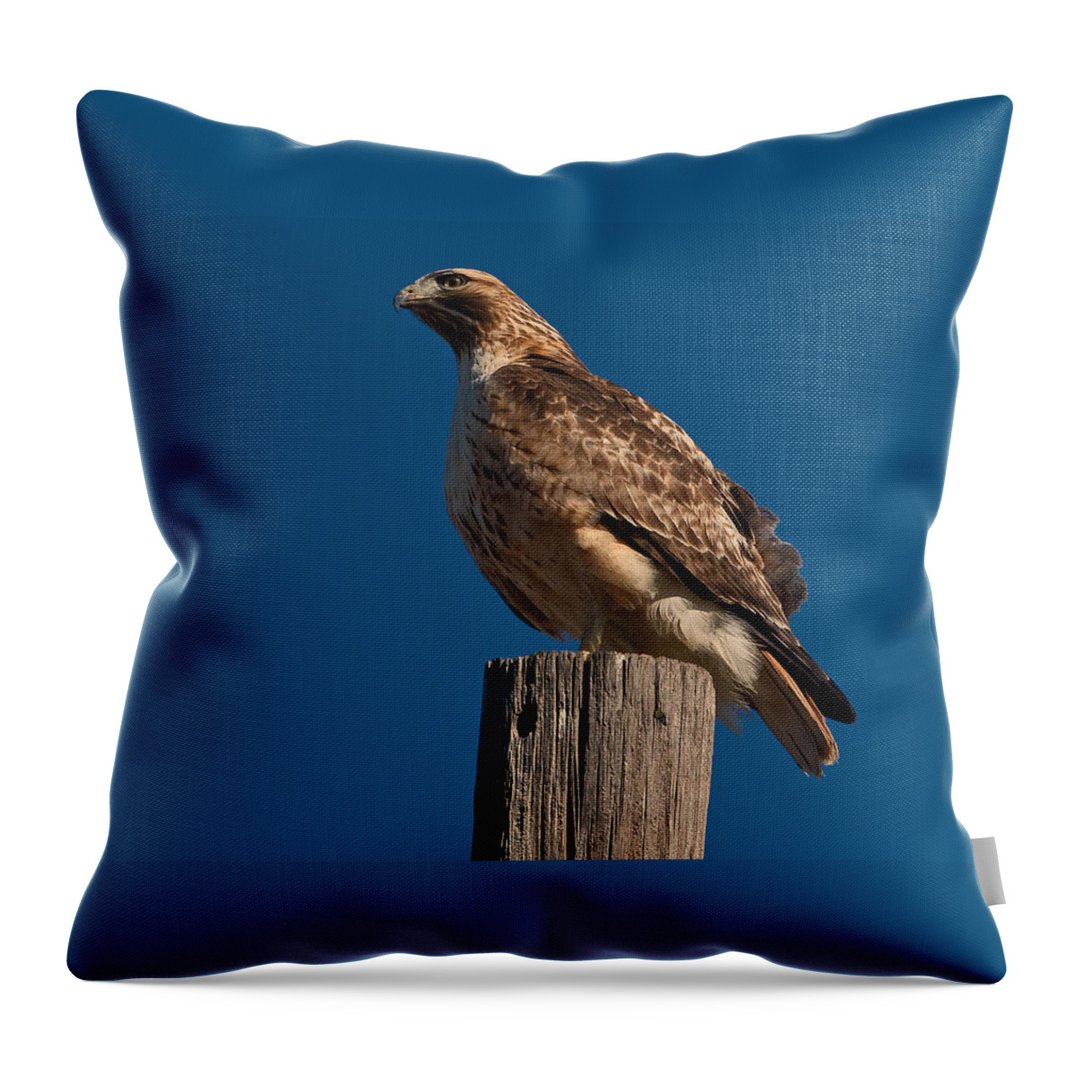 Hawk Throw Pillow featuring the photograph Red Wing Hawk by Ronnie Prcin