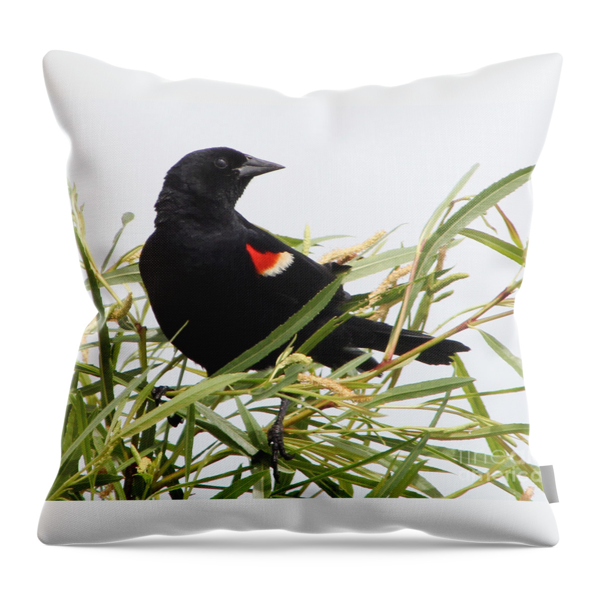 Christian Throw Pillow featuring the photograph Red-Winged Beauty by Anita Oakley