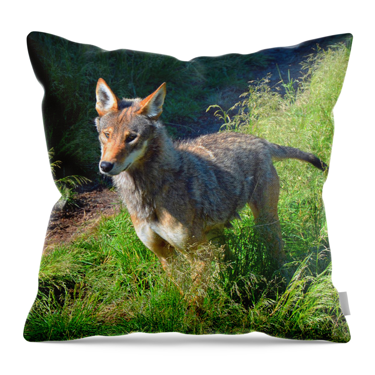Red Wolf Throw Pillow featuring the photograph Red wolf pup by Frank Larkin