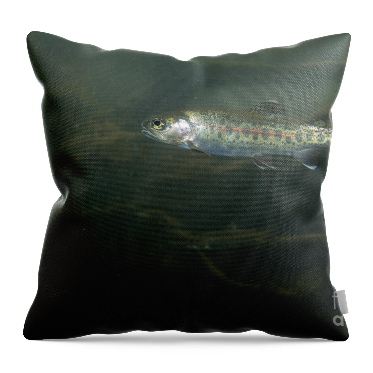 Redband Trout Throw Pillow featuring the photograph Redband Trout by William H. Mullins