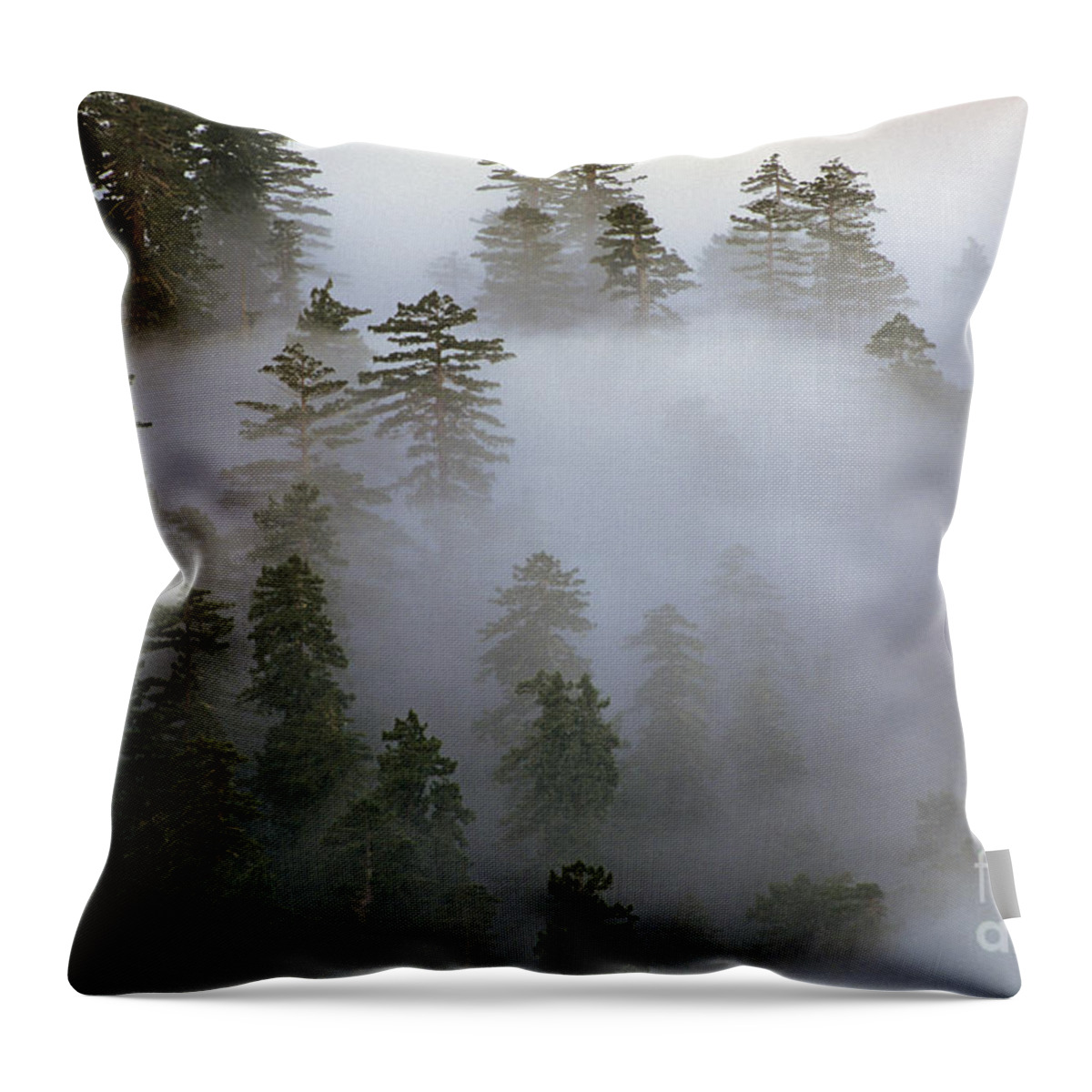 Nature Throw Pillow featuring the photograph Redwood Creek overlook with giant redwoods by Jim Corwin
