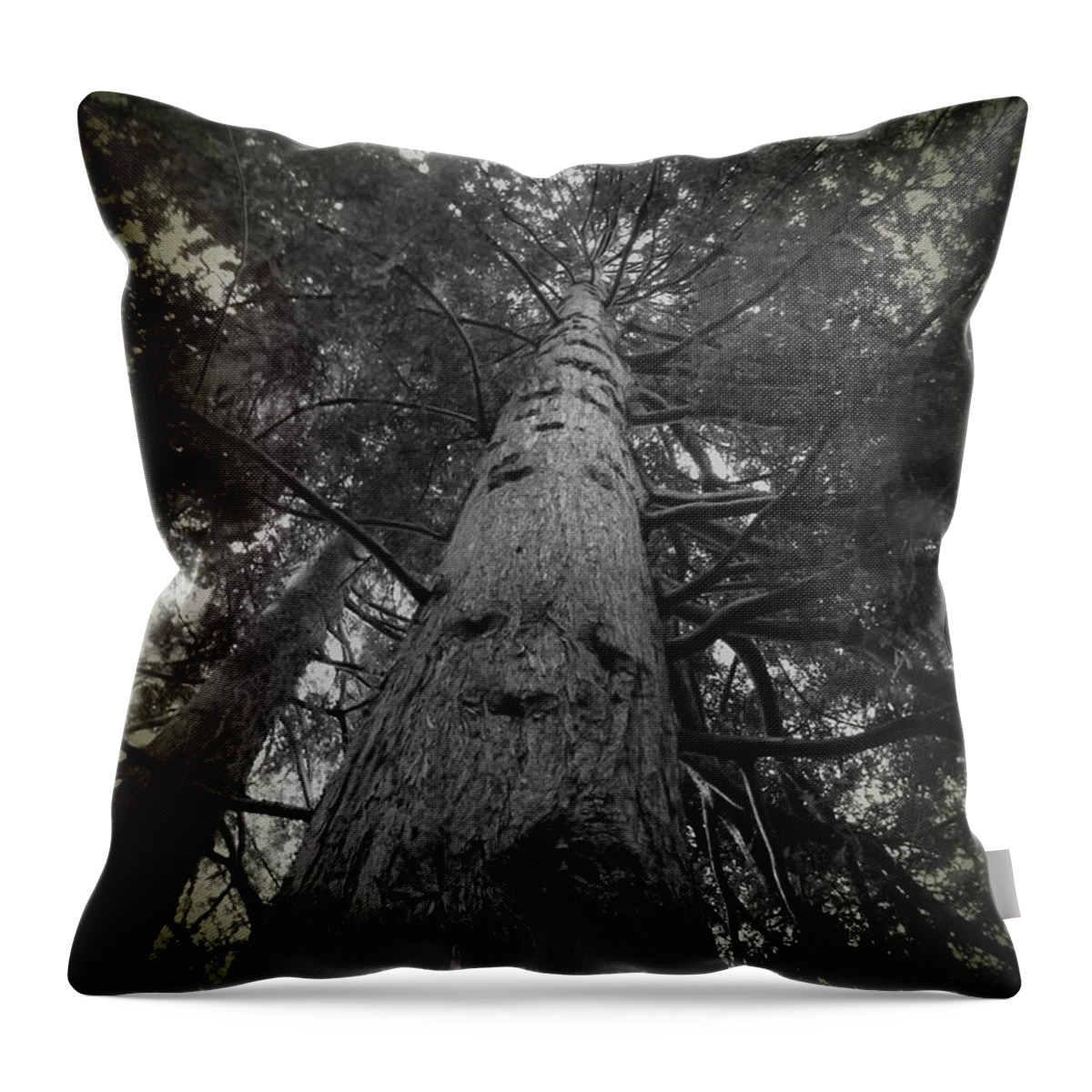 Redwood Tree Throw Pillow featuring the photograph Redwood Tree by Anne Thurston