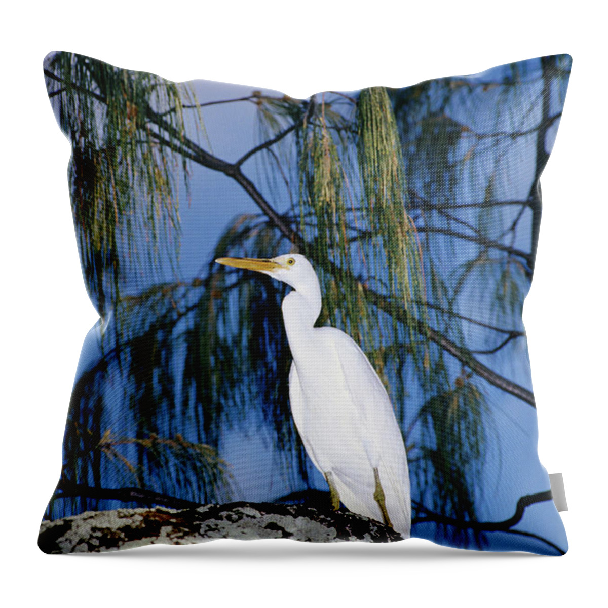 Sharp Throw Pillow featuring the photograph Reef Egret In Tree by Holger Leue