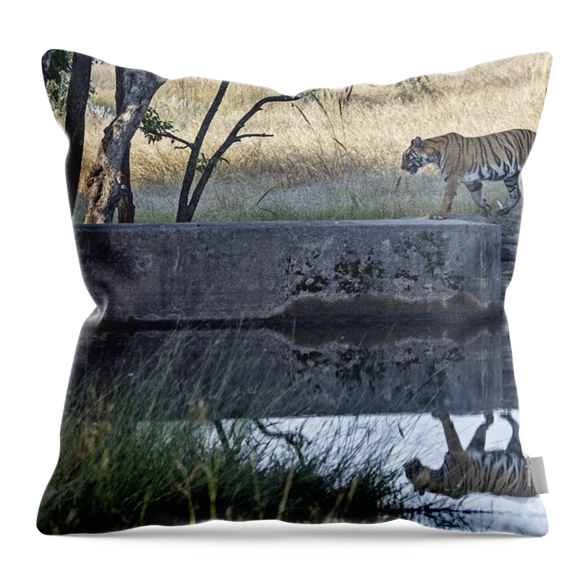 Tiger Throw Pillow featuring the photograph Reflection of a Tiger by Pravine Chester