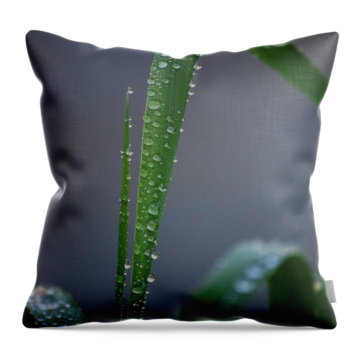 Dew Throw Pillow featuring the photograph Refreshed by Sharon Elliott