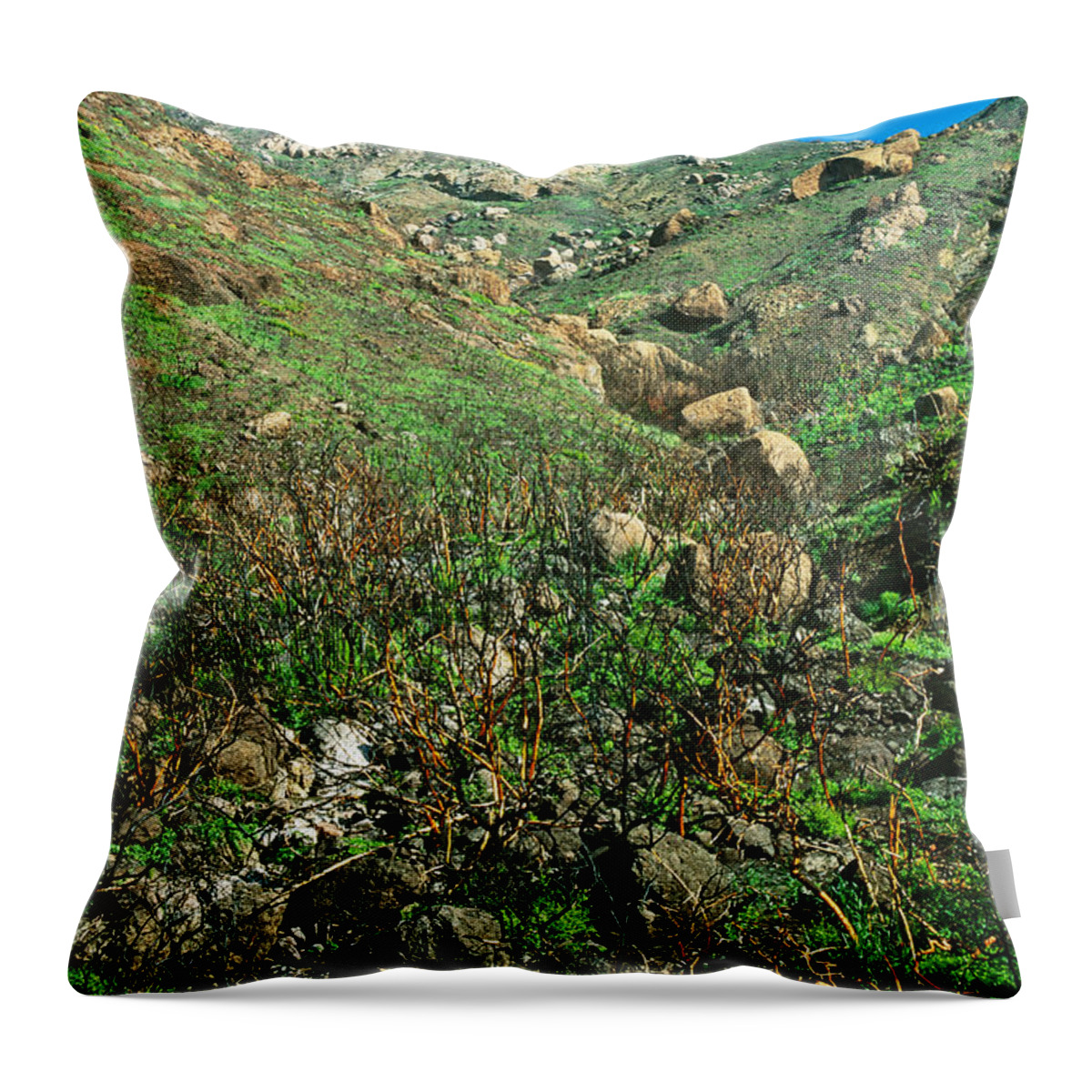 Adaptation Throw Pillow featuring the photograph Regrowth After Fire by Richard Hansen