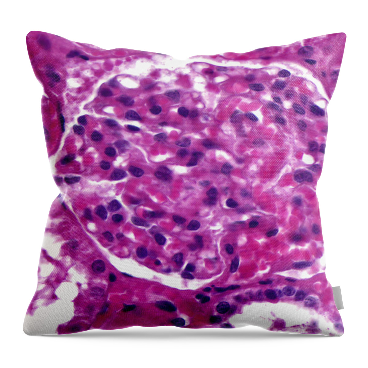 Kidney Throw Pillow featuring the photograph Renal Corpuscle, Lm by Alvin Telser