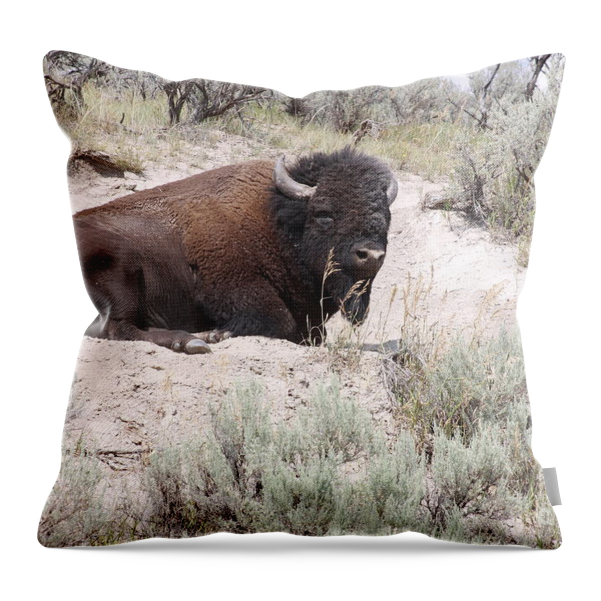 Bison Throw Pillow featuring the photograph Resting Bison by Robin Pedrero