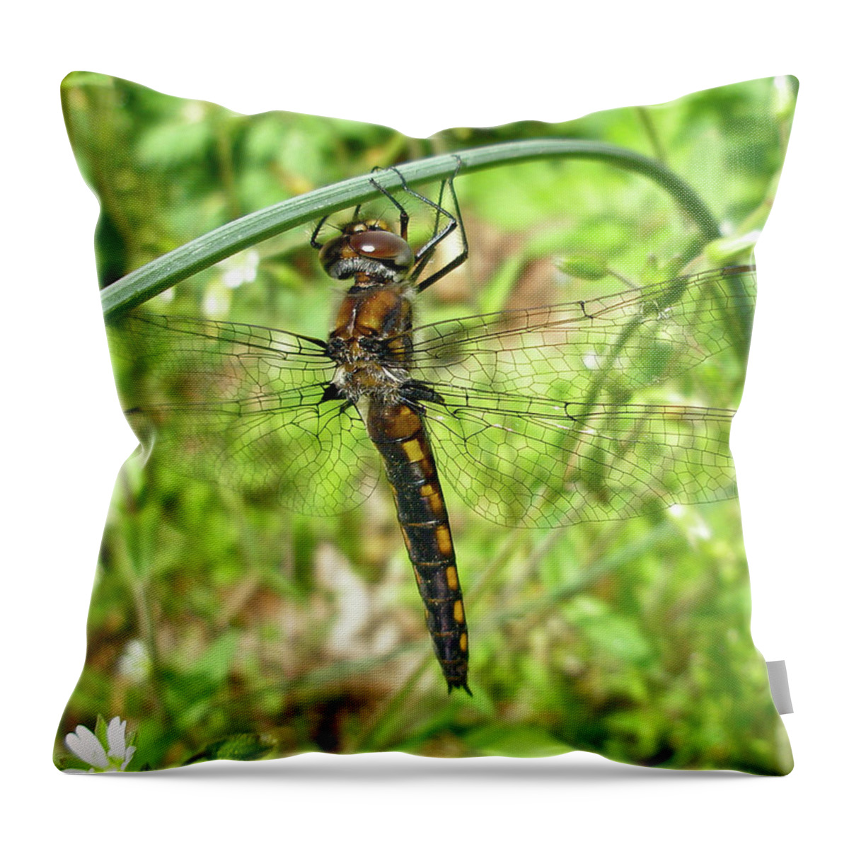 Dragonfly Throw Pillow featuring the photograph Resting Brown Dragonfly by Carol Senske