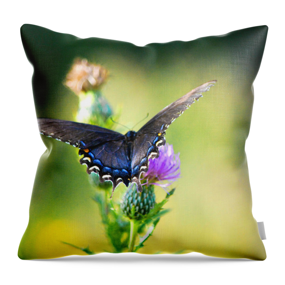 Butterfly Throw Pillow featuring the photograph Resting by Linda Segerson
