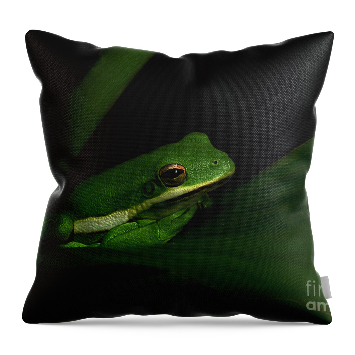 Nature Throw Pillow featuring the photograph Resting Tree Frog by Deborah Smith