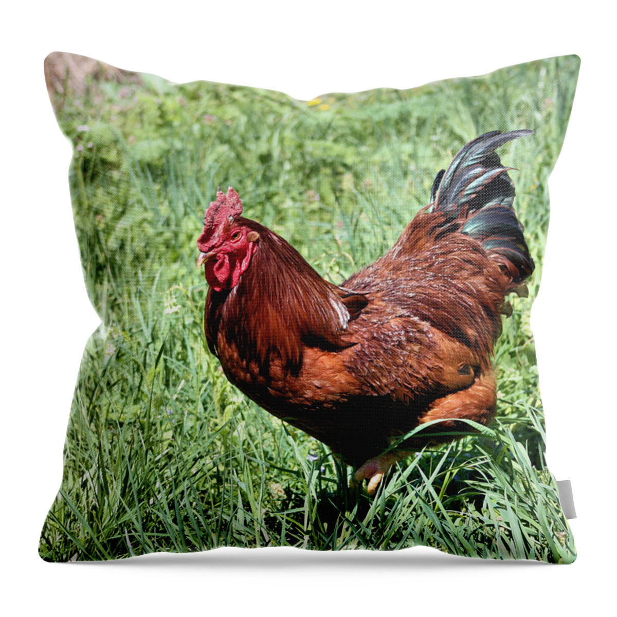 Rooster Throw Pillow featuring the photograph Rhode Island Red by Kristin Elmquist