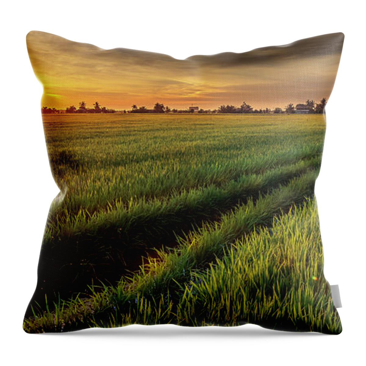 Tranquility Throw Pillow featuring the photograph Rice Production In Thailand by Simonlong