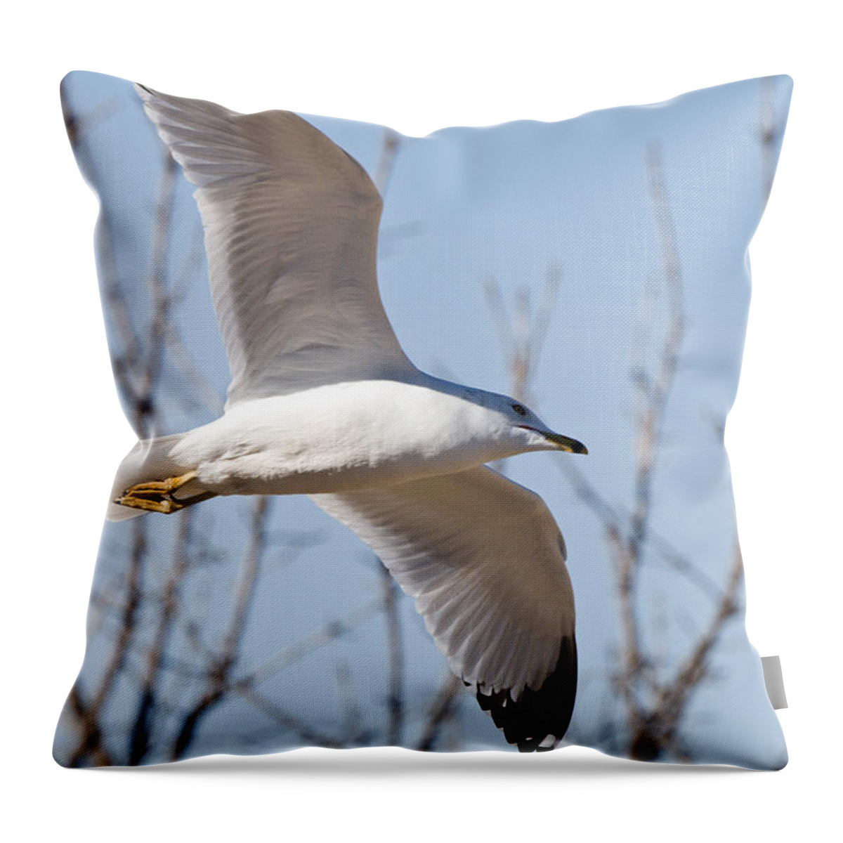 Prints Throw Pillow featuring the photograph Ring-Billed Gull In Flight VII by Vernis Maxwell